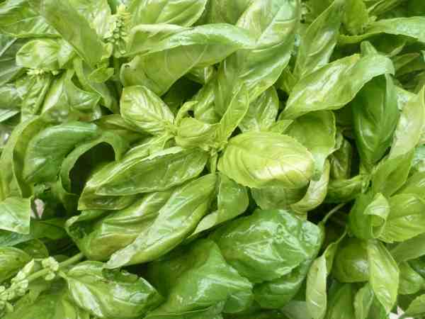Basilic frais